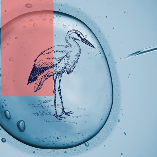 Stork