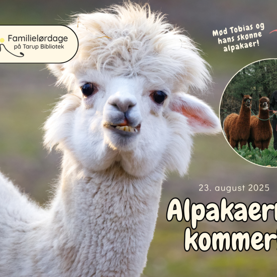 Alpakaerne kommer på Tarup Bibliotek 