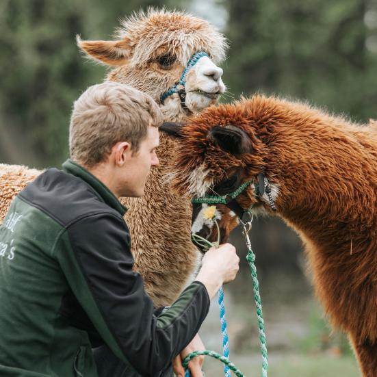 ABC Alpaca's 