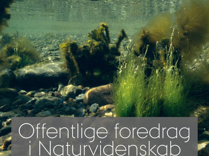 Havet