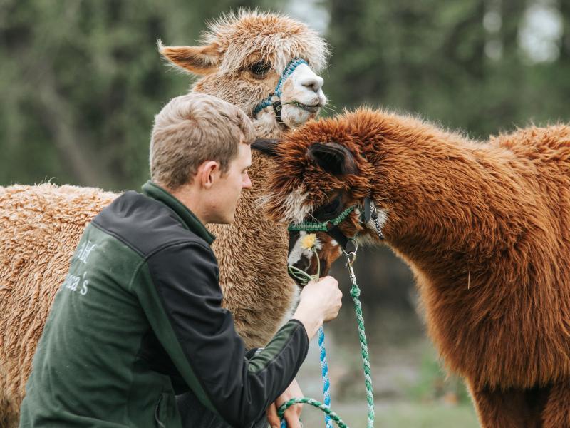 ABC Alpaca's 