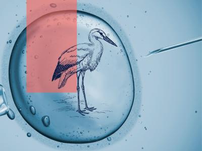 Stork
