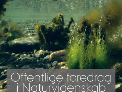 Havet