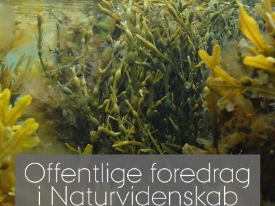Tang under vand
